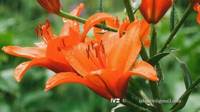 Petals of orange lily under rain смотреть онлайн