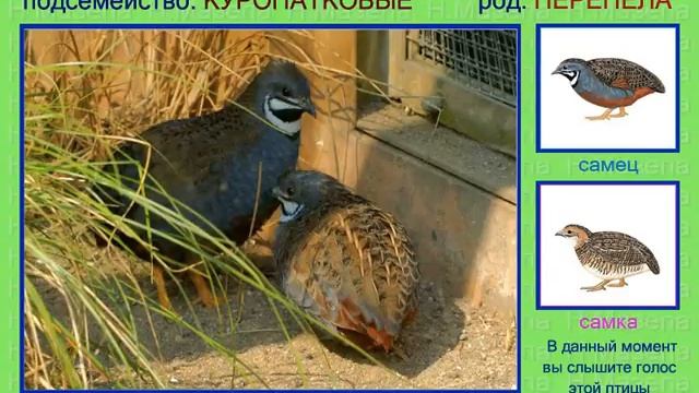Перепел. Перепёлка. Голоса птиц смотреть онлайн
