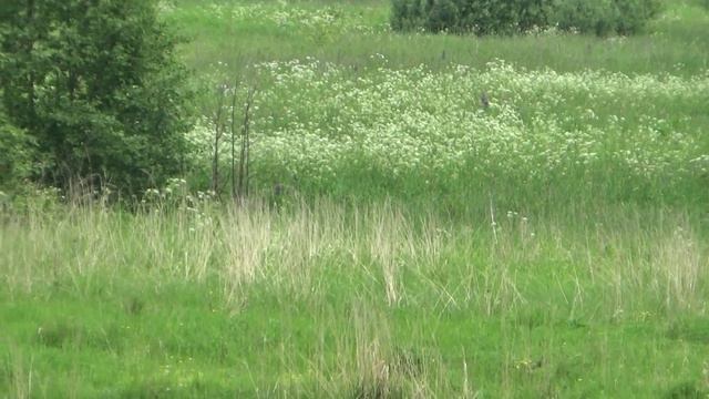 Старово. Родные края. смотреть онлайн
