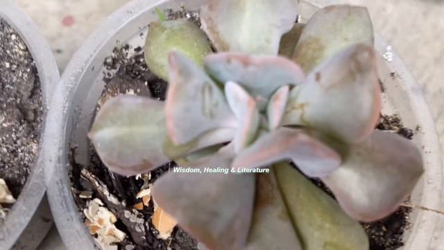 PROPAGATING SUCCULENTS смотреть онлайн