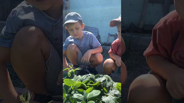 МЫ нашли богомола. Богомол похож на листик. Finding MANTIS. Вкусная молодая кукуруза CORN🌽 смотреть онлайн