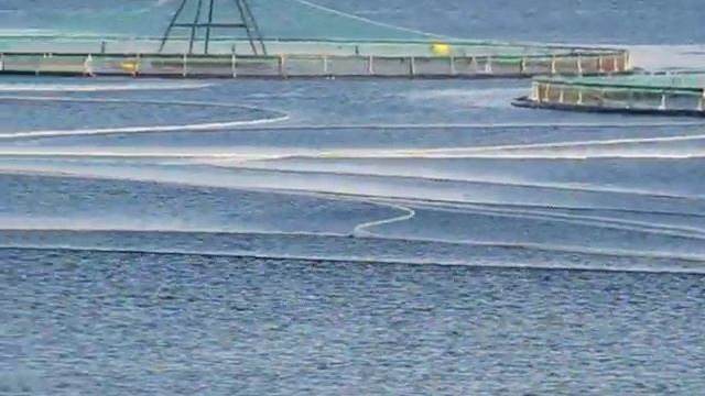 Разведение лосося в Норвегии