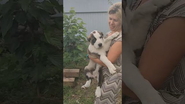 наше золотое яичко, обожуня лялябай смотреть онлайн