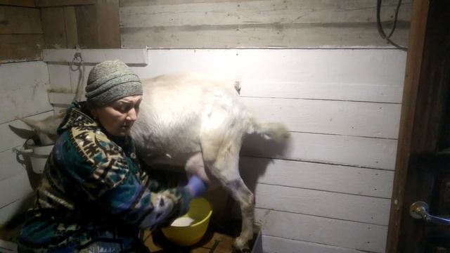 18 февраля 2020 г. Флора после тяжёлого окота. смотреть онлайн