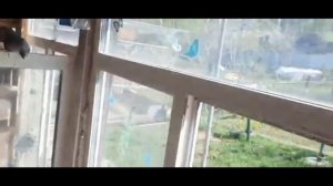 СРЕДНЕ АЗИАТСКИЕ ГОЛУБИ АХМАДА  Часть 2