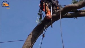 КАК-КИТАЙЦЫ-РУБЯТ-ГИГАНТСКИЕ-ДЕРЕВЬЯ