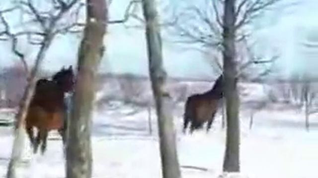 O. Gazmanow - Biały śnieg w tłum. Andrzeja Mireckiego смотреть онлайн