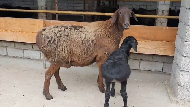 🟡ВОТ КАКИМ ДОЛЖЕН БЫТЬ НОВОРОЖДЕННЫЙ НАСТОЯЩИЙ ГИССАР / ГИССАРСКИЕ БАРАНЫ