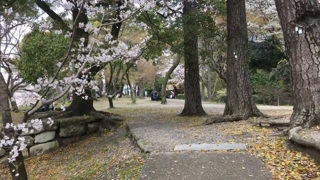 Сакура в Окадзаки Sakura in Okazaki Куда едут японцы смотреть сакуру смотреть онлайн