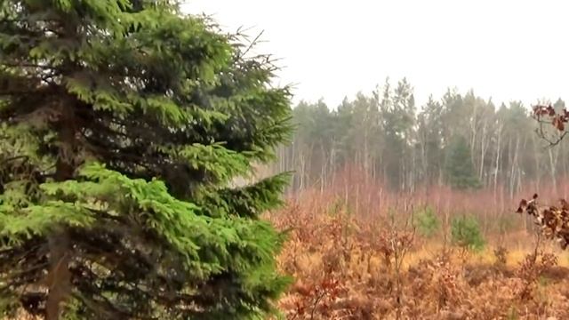 WIESLAWA DUDKOWIAK "BESAME MUCHO" смотреть онлайн