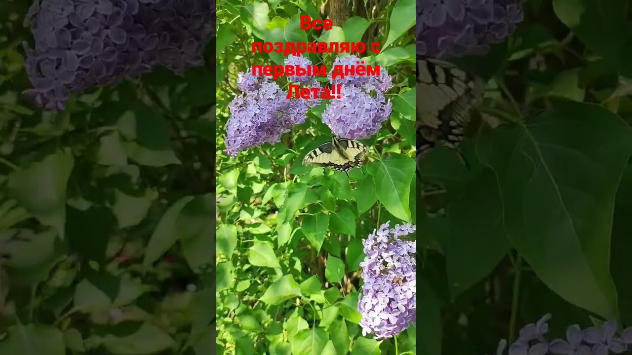 Всех с 1 днём Лета! Ураааа!!!! смотреть онлайн