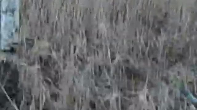 DSCN0046 Работа ВСЛ из Забайкалья по лосю.