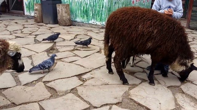 Кормим овечку с детьми | Коза показала язык! | Дети в контактном зоопарке | Зоопарк Киев смотреть онлайн