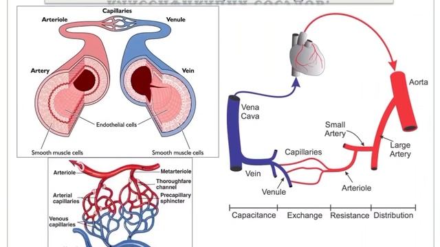 Система кровообращения. Классификация сосудов. Факторы движения крови. Основной закон гемодинамики смотреть онлайн