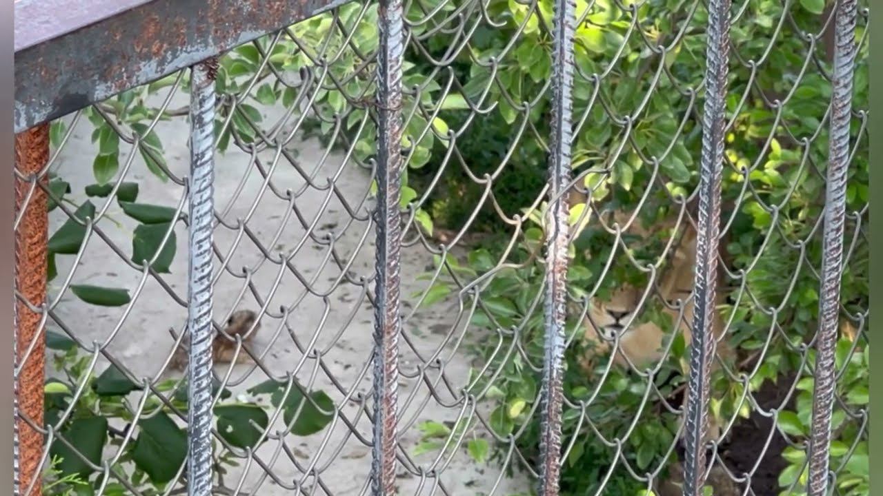 ⚡️ Спасти их было очень сложно без Олега Зубкова! В Тайгане родились малыши! смотреть онлайн