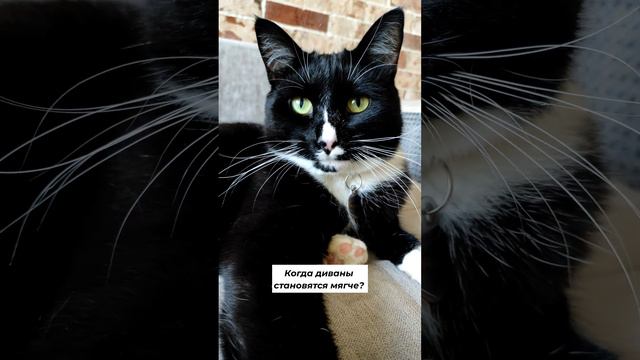 Когда диваны становятся мягче? 🛋️ смотреть онлайн