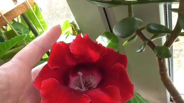 Обзорчик моей рассады на 2.04.2020.