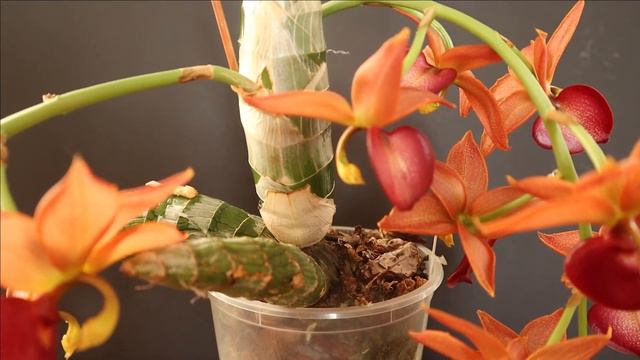 Pflanzenportrait Cycnodes Taiwan Gold Orange смотреть онлайн