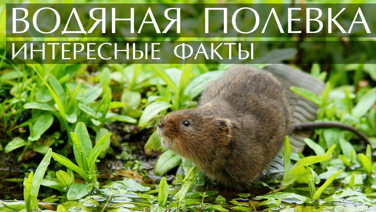 Водяная полевка. Интересные факты смотреть онлайн
