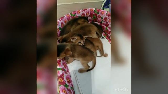 Маленькие котята укладываются спать ❤️?❤️ смотреть онлайн