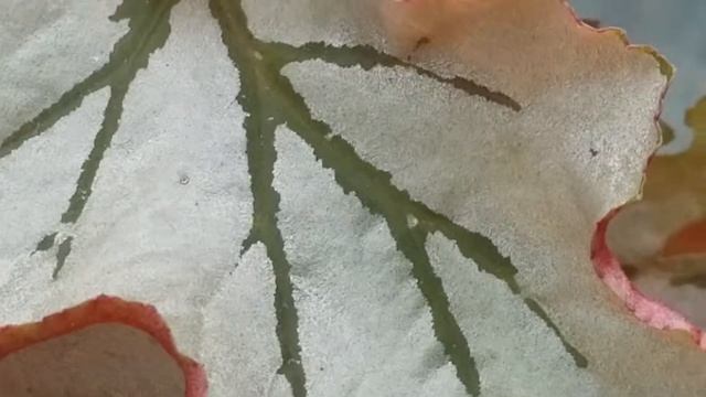 BEGONIA 'LOOKING GLASS' PLANT
