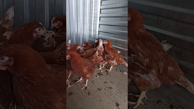 Несушки Молодки Родонит