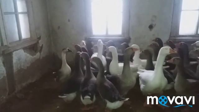 Гуси /geese  Крупная серая Vs мамут какая порода крупнее??