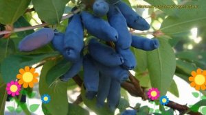 Жимолость съедобная Томичка. Краткий обзор, описание характеристик lonicera edulis Tomichka