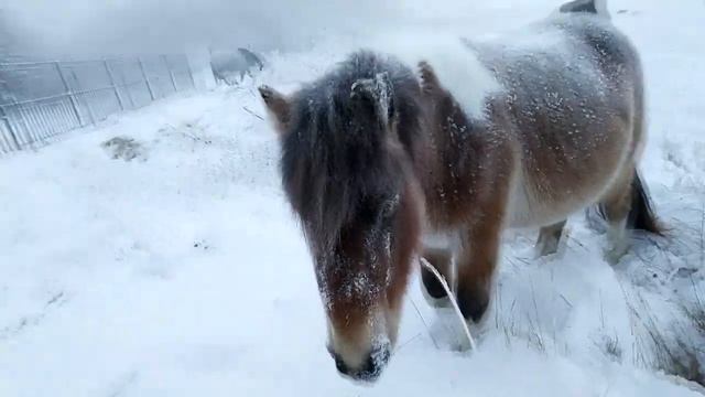 Встретил Лошадок Зимой, - 47.С не мерзнут:) Ищут еду