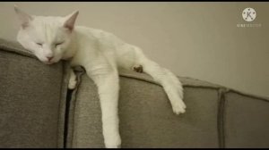 Ложкой снег мешая...