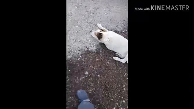 Поговорим о Ютубе и парке Тайган. смотреть онлайн