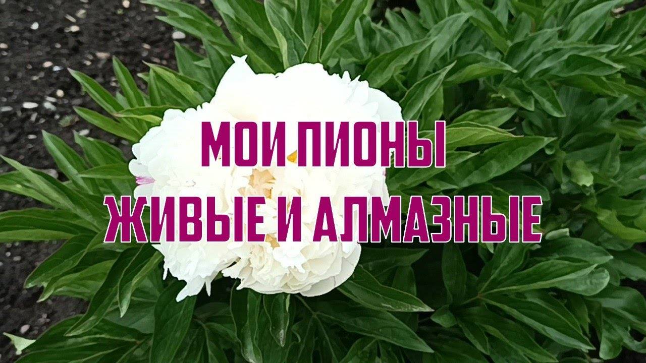 "Пионы" из магазина EMBLEM. Покупки в местном рукодельном магазине - на радость хомяку. смотреть онлайн