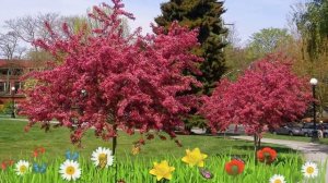 Боярышник обыкновенный Пауль Скарлет ? Обзор: посадка и уход. крупномеры: описание и особенности