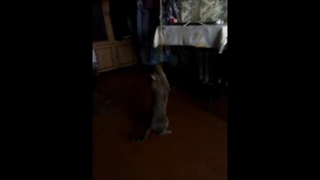 танцы зверей смотреть онлайн