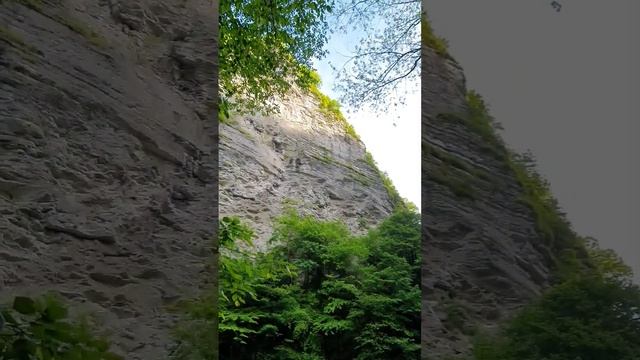 Тисо-самшитовая роща❤️ Река Хоста. #сочи #сочисегодня #адлер #адлеротдых #море #отпуск смотреть онлайн