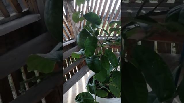 Лимон пандероза гибрид лимона и цитрона смотреть онлайн