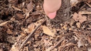 Салат АЙСБЕРГ. Высадка в теплицу. Нюансы.