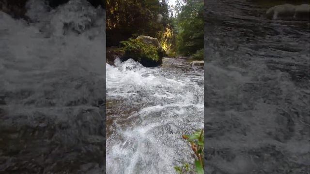 fresh water from river.#freshwater #river #saveforest смотреть онлайн