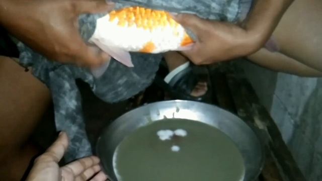 How To Breed Koi Fish/breeding Koi Guideline