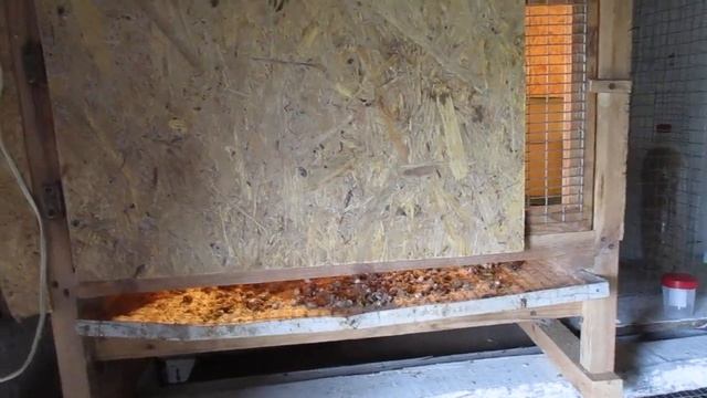 Выращивание цыплят с 1 мес породы Мастер Грей. Первые шаги.Заселение.Знакомство. смотреть онлайн