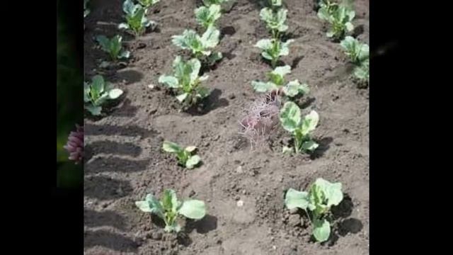 посев семян ранункулюса seeding ranunkulyusa смотреть онлайн