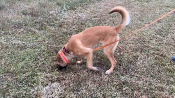 Belgian malinois tracking. Обучение щенка малинуа работе по следу. Esh iz Gratsiano