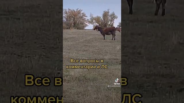 Ферма Золотой Бычок смотреть онлайн