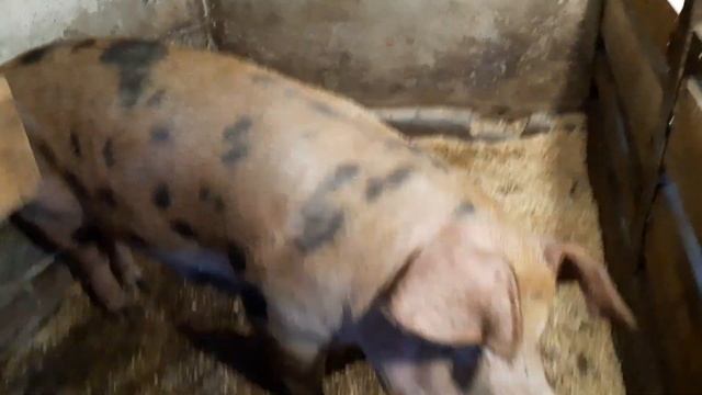 Свиноматка на квартире//поросята оптимус от петрен дюрка//одлучка смотреть онлайн