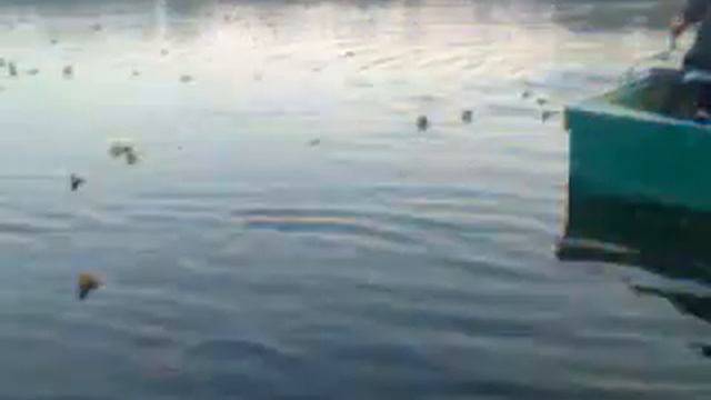 карп на мотыль.осень смотреть онлайн
