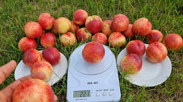 Нектарин Калдезі 2000. Смачнющий сорт нектарину . смотреть онлайн