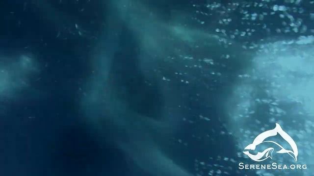 Serene Sea | Выборка трала 2018.07.14 смотреть онлайн