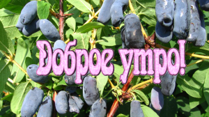 ?ДОБРОЕ УТРО!