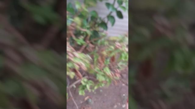 sabja seeds смотреть онлайн