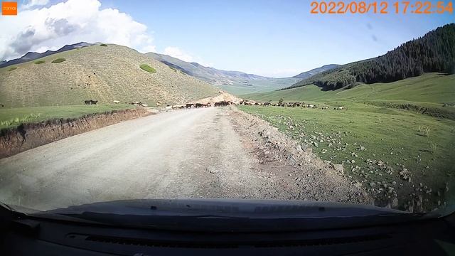 Кыргызстан Пропускаю отару овец в Григорьевском ущелье смотреть онлайн